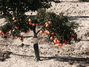 Mandarintre som vert hausta 2 x i året