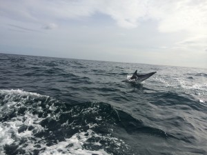 Delfinbesøk 1